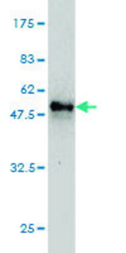 Monoclonal Anti-MS4A7 antibody produced in