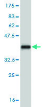 Monoclonal Anti-CRLF2 antibody produced in