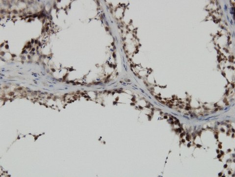 Monoclonal Anti-PBK antibody produced in