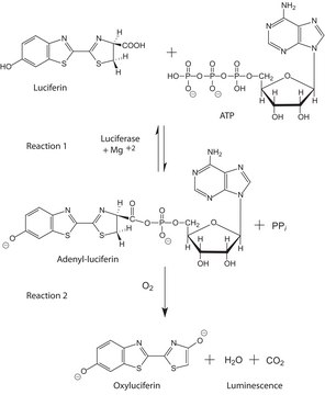 Adenosine 5?-triphosphate (ATP) assay mix