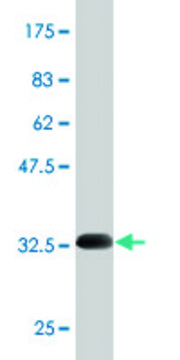Monoclonal Anti-SCN9A antibody produced in