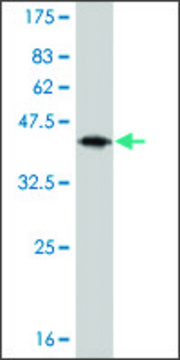 Monoclonal Anti-IL13 antibody produced in