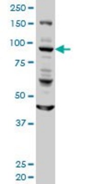 Monoclonal Anti-GOLGA1 antibody produced in