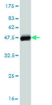 Monoclonal Anti-SEPT3 antibody produced in