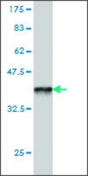 Monoclonal Anti-PCDHB14 antibody produced in