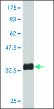 Monoclonal Anti-PAK4 antibody produced in