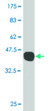 Monoclonal Anti-GADD45G antibody produced in