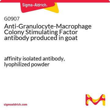 Anti-Granulocyte-Macrophage Colony Stimulating Factor antibody
