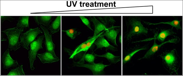 Anti-Gamma H2AX (phospho-Ser139) antibody, Rabbit
