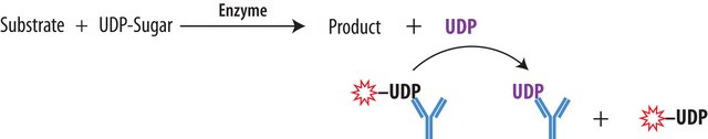 Transcreener® UDP² FP Assay