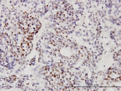 Monoclonal Anti-RNU3IP2 antibody produced in