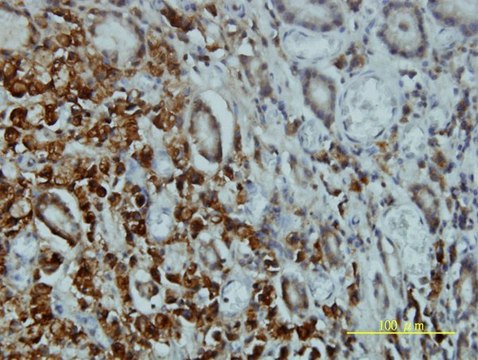 Monoclonal Anti-STK4 antibody produced in