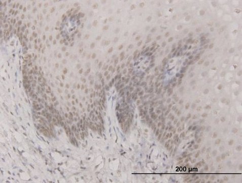 Monoclonal Anti-SAP30 antibody produced in