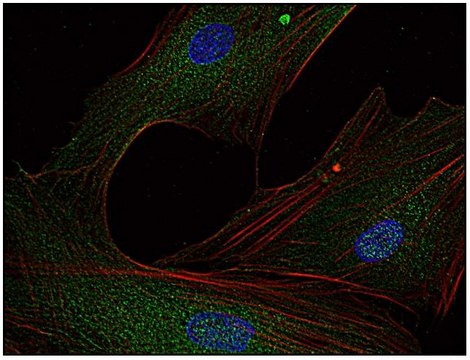 Monoclonal Anti-FYN antibody produced in