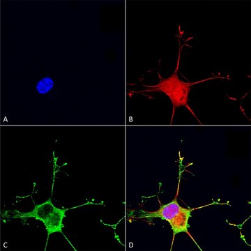 Monoclonal Anti-Lrp4 (Extracellular) antibody produced