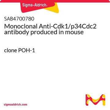 Monoclonal Anti-Cdk1/p34Cdc2 antibody produced in