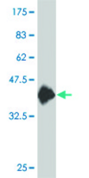 Monoclonal Anti-PCDH10 antibody produced in