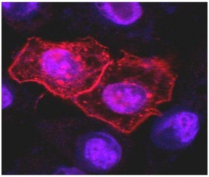 Monoclonal Anti-CD261 antibody produced in