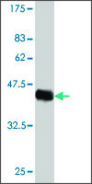 Monoclonal Anti-HN1 antibody produced in