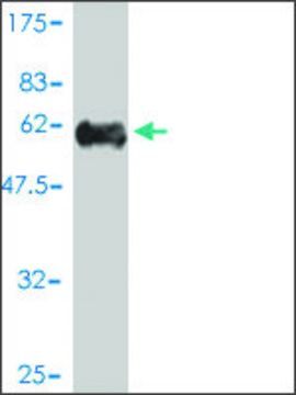 Monoclonal Anti-C15orf29 antibody produced in
