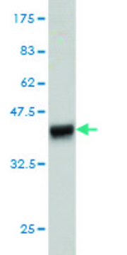 Monoclonal Anti-EPS8L2 antibody produced in