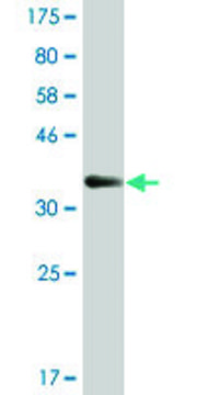 Monoclonal Anti-WEE1 antibody produced in