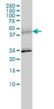 Monoclonal Anti-SERPINA6 antibody produced in