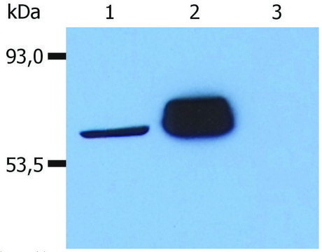 Monoclonal Anti-LCK antibody produced in