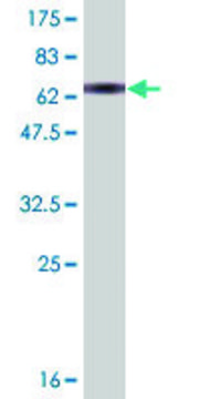 Monoclonal Anti-AHCY antibody produced in