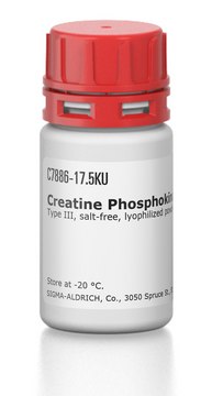 Creatine Phosphokinase from bovine heart