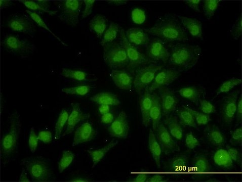 Monoclonal Anti-RALGPS2 antibody produced in