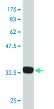 Monoclonal Anti-ZNF41 antibody produced in