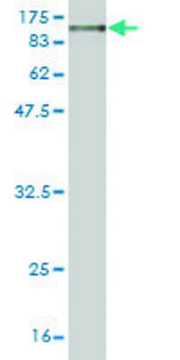 Monoclonal Anti-MFN1 antibody produced in