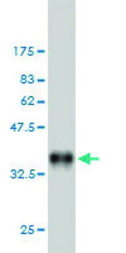Monoclonal Anti-DAPK2 antibody produced in
