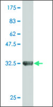 Monoclonal Anti-ZNF85 antibody produced in