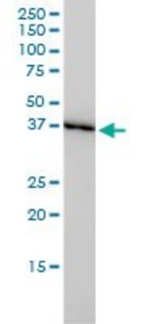 Monoclonal Anti-TXNL2 antibody produced in