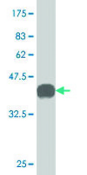 Monoclonal Anti-GSTT2 antibody produced in