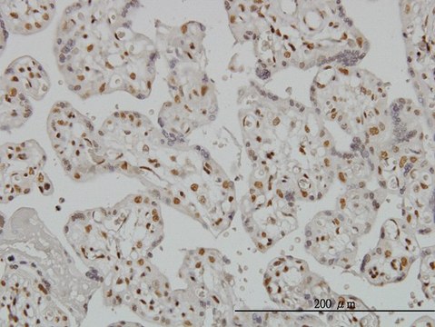 Monoclonal Anti-RUNX2 antibody produced in
