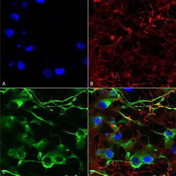 Monoclonal Anti-Vglut1 - Hrp antibody