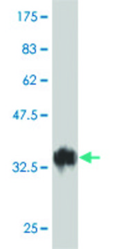 Monoclonal Anti-TAF5L antibody produced in