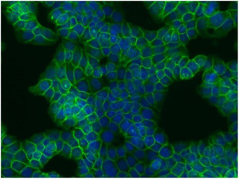 Monoclonal Anti-betaCatenin antibody produced in
