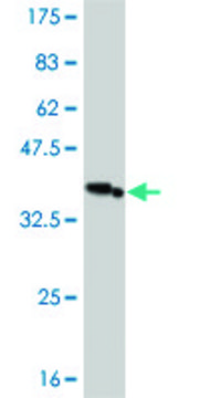Monoclonal Anti-IRAK3 antibody produced in
