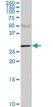 Monoclonal Anti-CA1 antibody produced in