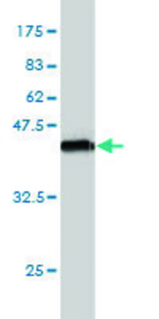 Monoclonal Anti-SEMA3A antibody produced in