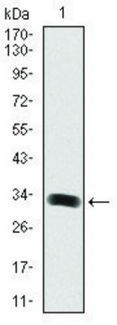 Monoclonal Anti-GAB1 antibody produced in