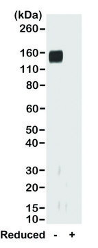 Anti-Rabbit IgG Fab antibody, Goat