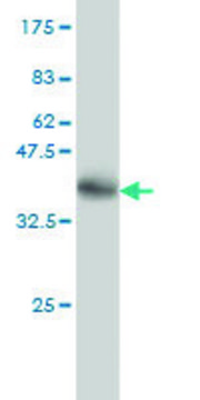 Monoclonal Anti-NISCH antibody produced in