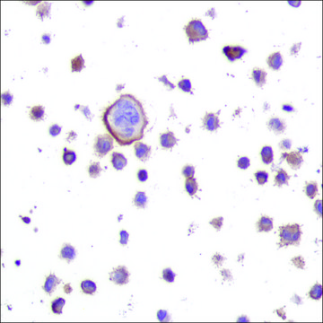 Anti-N-RAS antibody, Rabbit monoclonal