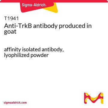 Anti-TrkB antibody produced in goat