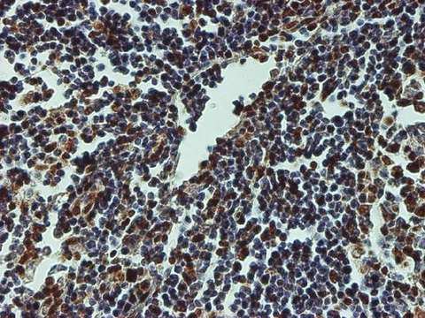 Monoclonal Anti-CREB1 antibody produced in